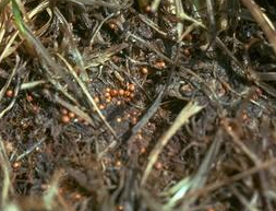 Tiloom - Détection des maladies du gazon XI – Southern blight - image 6 Tiloom - Détection des maladies du gazon XI – Southern blight - image 6