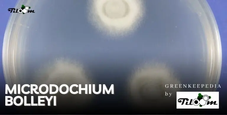 Tiloom - Microdochium bolleyi. Efeitos no relvado. - MODELO PARA ENTRADAS 5