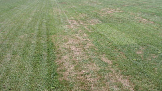 Tiloom - Lawn Disease Detection IV: Pythium - image 15 Tiloom - Lawn Disease Detection IV: Pythium - image 15