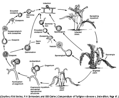 Tiloom - Detecting lawn diseases IV: Pythium - image 16 Tiloom - Detecting lawn diseases IV: Pythium - image 16