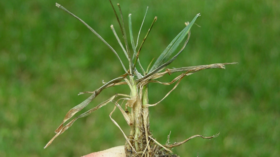 Tiloom - Lawn Disease Detection IV: Pythium - image 17 Tiloom - Lawn Disease Detection IV: Pythium - image 17