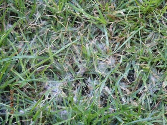 Tiloom - Lawn Disease Detection IV: Pythium - image 18 Tiloom - Lawn Disease Detection IV: Pythium - image 18