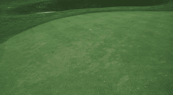 Tiloom - Lawn Disease Detection IV: Pythium - image 19 Tiloom - Lawn Disease Detection IV: Pythium - image 19
