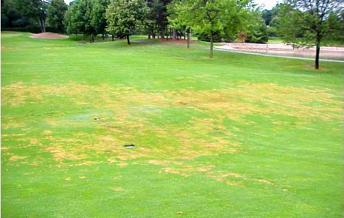 Tiloom - Lawn Disease Detection IV: Pythium - image 21 Tiloom - Lawn Disease Detection IV: Pythium - image 21