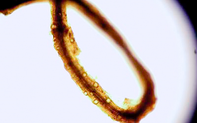 Tiloom - Lawn Disease Detection IV: Pythium - image 24 Tiloom - Lawn Disease Detection IV: Pythium - image 24