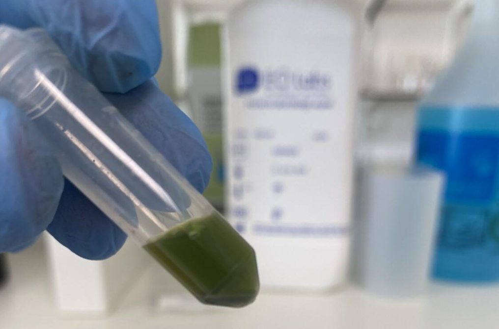 Tiloom - Kit de phytodiagnostic par PCR. Diagnostic des maladies du gazon par microscopie et réaction en chaîne par polymérase (PCR) - image 3 Tiloom - Kit de phytodiagnostic par PCR. Diagnostic des maladies du gazon par microscopie et réaction en chaîne par polymérase (PCR) - image 3