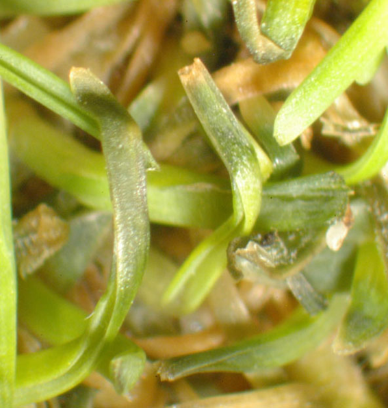 Tiloom - Detecting lawn diseases I: Bacterial wilt - image 36 Tiloom - Detecting lawn diseases I: Bacterial wilt - image 36