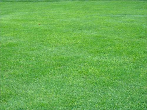 Tiloom - Lawn Disease Detection I: Bacterial Wilt - image 39 Tiloom - Lawn Disease Detection I: Bacterial Wilt - image 39