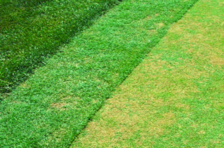 Tiloom - Lawn Disease Detection I: Bacterial Wilt - image 40 Tiloom - Lawn Disease Detection I: Bacterial Wilt - image 40