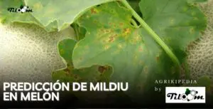 Tiloom - Prévision de la brûlure tardive du melon - 1