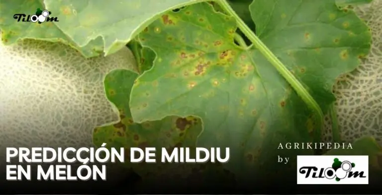 Tiloom - Predicción del tizón tardío en melón - 1