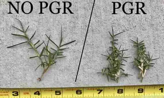 Tiloom - PGR: منظمات النمو. مقدمة (1/3) - الصورة 24 Tiloom - PGR: منظمات النمو. مقدمة (1/3) - الصورة 24