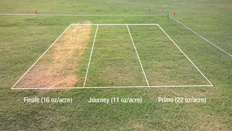 Tiloom - PGR: منظمات النمو. مقدمة (1/3) - الصورة 26 Tiloom - PGR: منظمات النمو. مقدمة (1/3) - الصورة 26