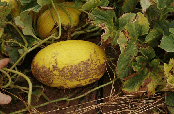 Tiloom - Previsione della ruggine tardiva nel melone - immagine 6 Tiloom - Previsione della ruggine tardiva nel melone - immagine 6