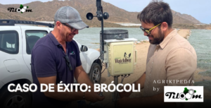 Tiloom - Caso de sucesso: Integração tecnológica no cultivo de brócolos em Mazarrón, Múrcia - Caso de sucesso Brocoi