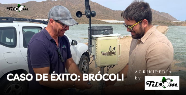 Tiloom - Caso de Éxito: Integración Tecnológica en el Cultivo de Brócoli en Mazarrón, Murcia - Caso de exito Brocoi