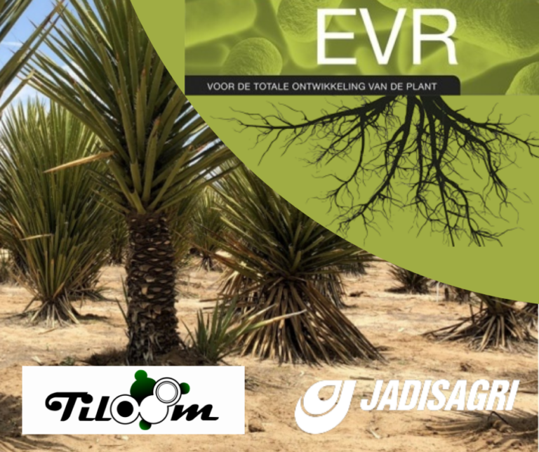 Tiloom - EVR® for overall plant development - EVR