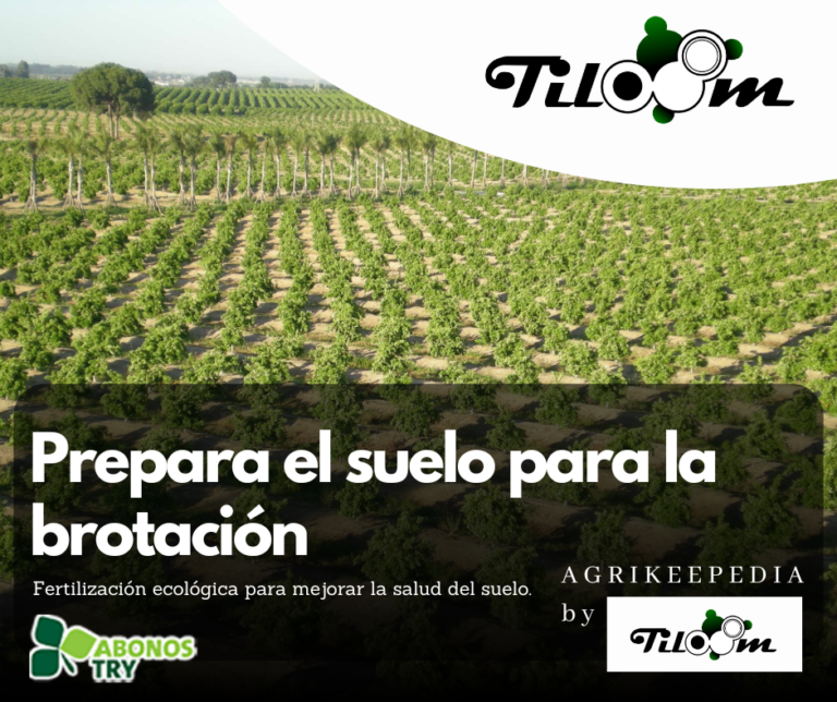 Tiloom - Preparar el suelo antes de la brotación: la clave para un cultivo sano y productivo - TRY