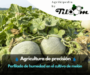 Tiloom - Monitorização da humidade no cultivo de melão - TruFirm 4