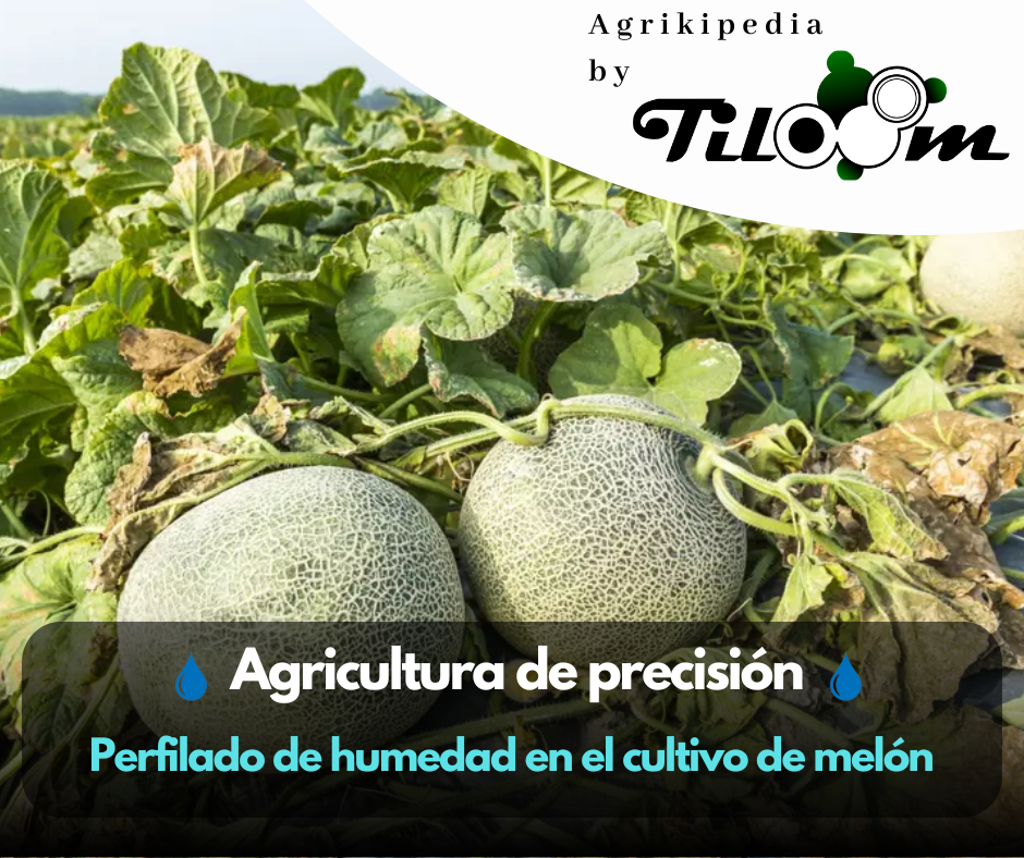 Tiloom - Monitorização da humidade no cultivo de melão - TruFirm 4