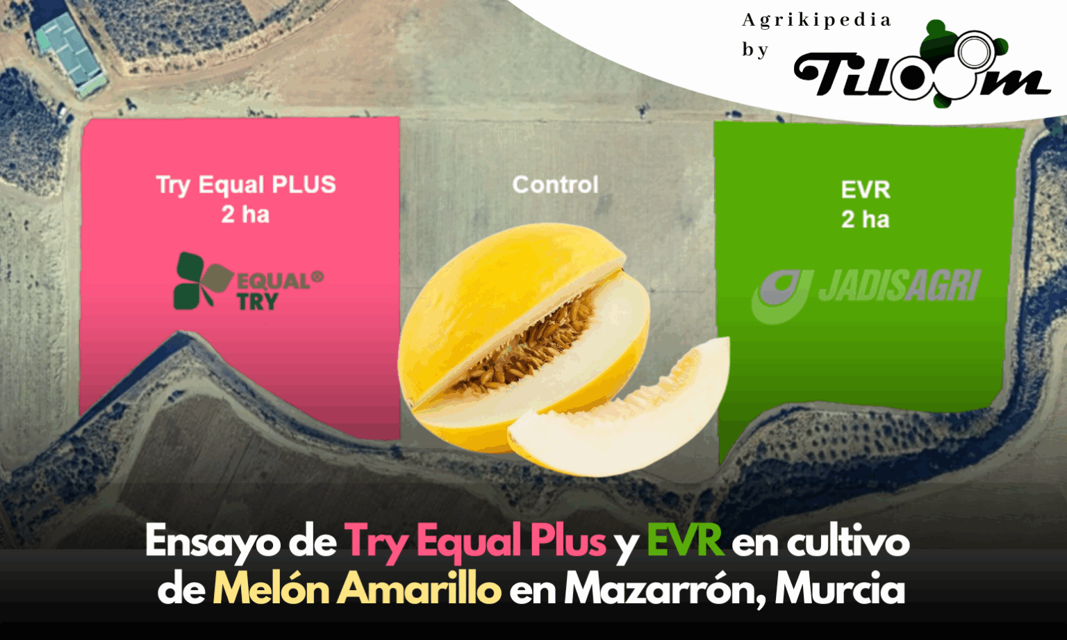 Tiloom - Essai des produits Try Equal Plus et EVR sur une culture de melon à Mazarrón (Murcie) - Essai des produits Try Equal Plus et EVR sur une culture de melon jaune