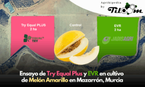 Tiloom - Ensayo de Try Equal Plus y EVR en cultivo de Melón en Mazarrón (Murcia) - Ensayo de los productos Try Equal Plus y EVR en cultivo de Melon Amarillo