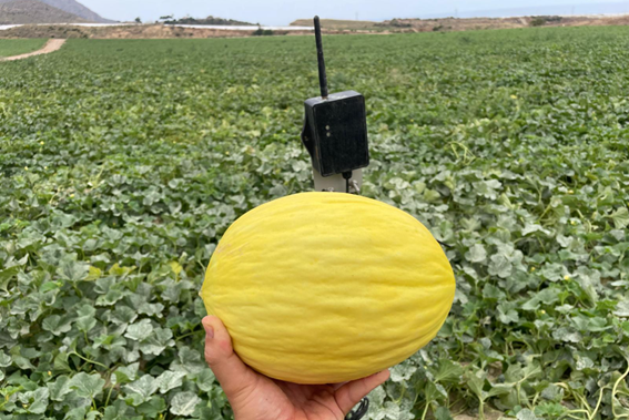 Tiloom - Essai de Try Equal Plus et EVR dans une culture de melons à Mazarrón (Murcie) - image 19 Tiloom - Essai de Try Equal Plus et EVR dans une culture de melons à Mazarrón (Murcie) - image 19