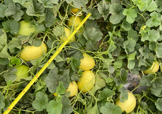 Tiloom - Essai de Try Equal Plus et EVR sur une culture de melons à Mazarrón (Murcie) - image 21 Tiloom - Essai de Try Equal Plus et EVR sur une culture de melons à Mazarrón (Murcie) - image 21