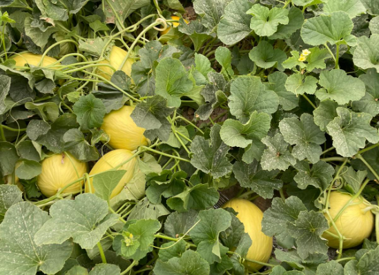 Tiloom - Essai de Try Equal Plus et EVR sur une culture de melons à Mazarrón (Murcie) - image 22 Tiloom - Essai de Try Equal Plus et EVR sur une culture de melons à Mazarrón (Murcie) - image 22
