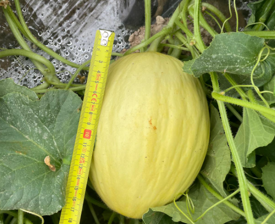 Tiloom - Essai de Try Equal Plus et EVR sur une culture de melons à Mazarrón (Murcie) - image 23 Tiloom - Essai de Try Equal Plus et EVR sur une culture de melons à Mazarrón (Murcie) - image 23