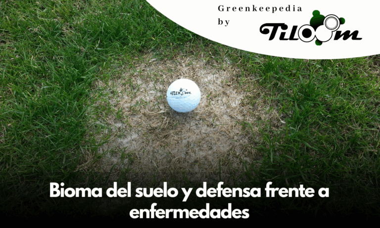 Tiloom – The soil biome: key to protecting lawns against disease – Trial of Try Equal Plus and EVR products on yellow melon crops