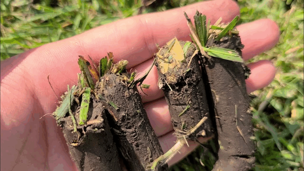 Tiloom - Compattazione del terreno: la chiave per un prato sano e sostenibile - immagine 1 Tiloom - Compattazione del terreno: la chiave per un prato sano e sostenibile - immagine 1