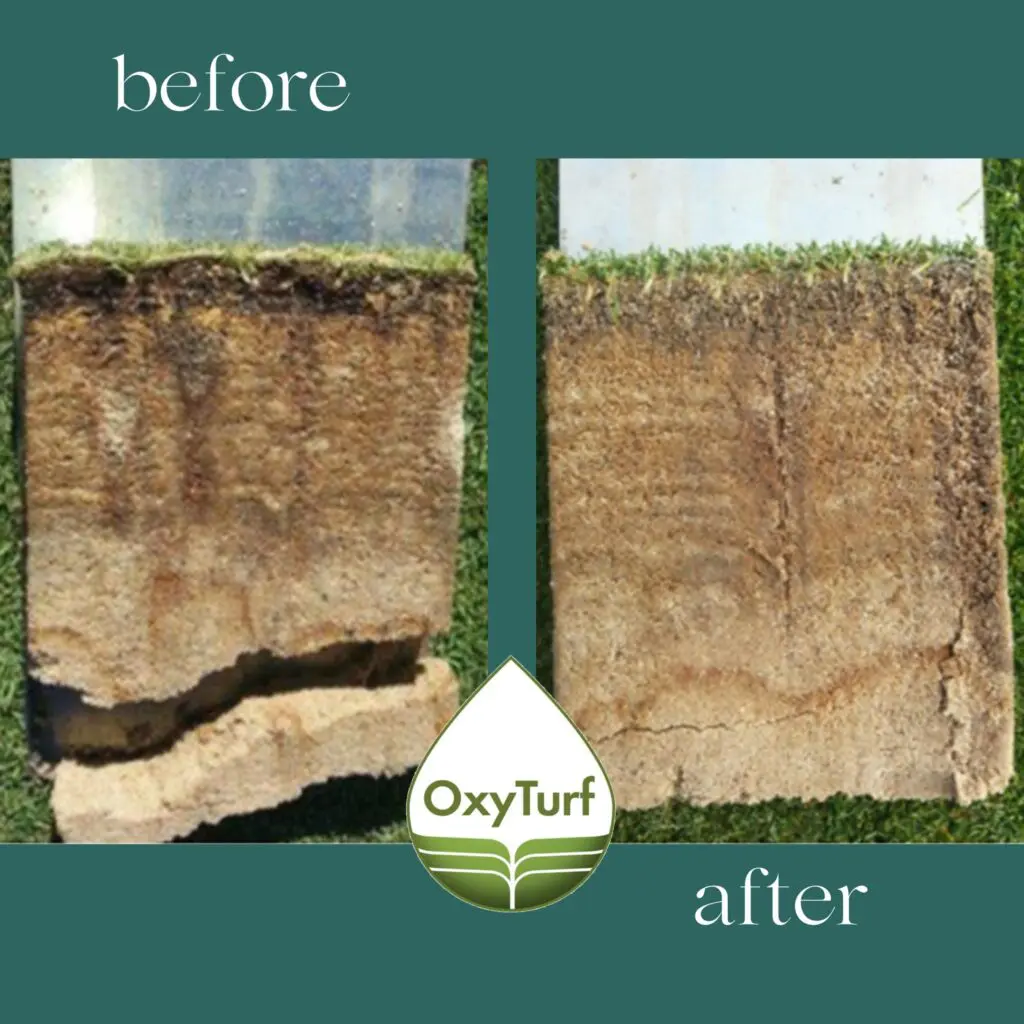 Tiloom - Gestão do relvado em condições de compactação e sombra: Evidência técnica da utilização do OxyTurf - 518291480 10161491329153016 4014554292824929195 n