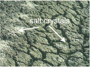 Aspecto microscópico salinidad suelo