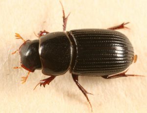 escarabajo ataenius spretulus