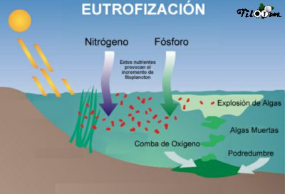 Resultado de imagen para La eutrofización
