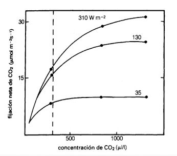 العلاقة بين تثبيت ثاني أكسيد الكربون وتركيز ثاني أكسيد الكربون مع الضوء المتغير الكثافة الضوئية العلاقة بين تثبيت ثاني أكسيد الكربون وتركيز ثاني أكسيد الكربون مع الضوء المتغير الكثافة الضوئية