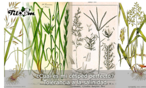 Salinity tolerance home What is your lawn?