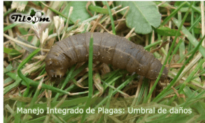 larvas de escaravelho