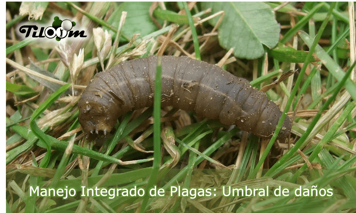larva de escarabajo