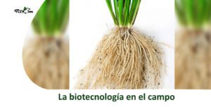 Biotechnology in the field